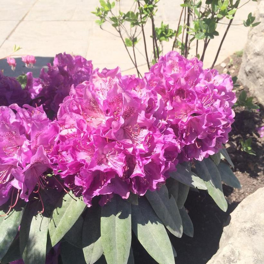 Florence Parks Rhododendron: Rhododendron - 2GAL Pot