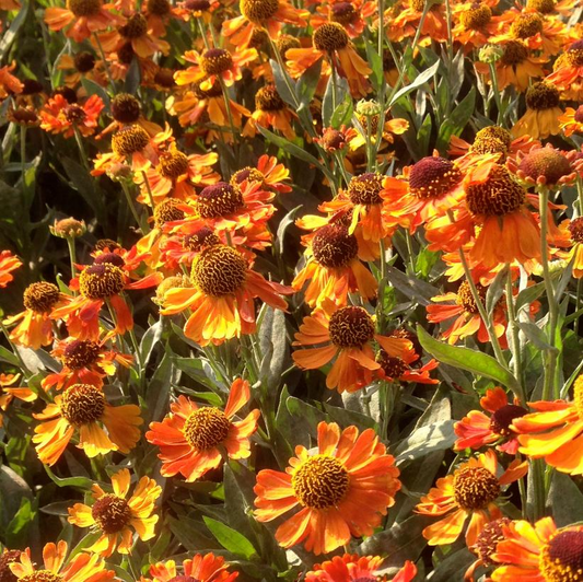 Mardi Gras Sneezeweed: Helenium x 'Helbro' - 1GAL Pot