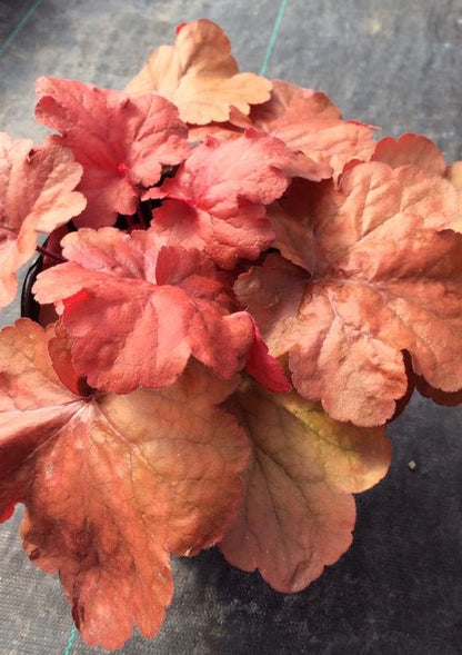 Fire Alarm Coral Bells: Heuchera - 1GAL Pot