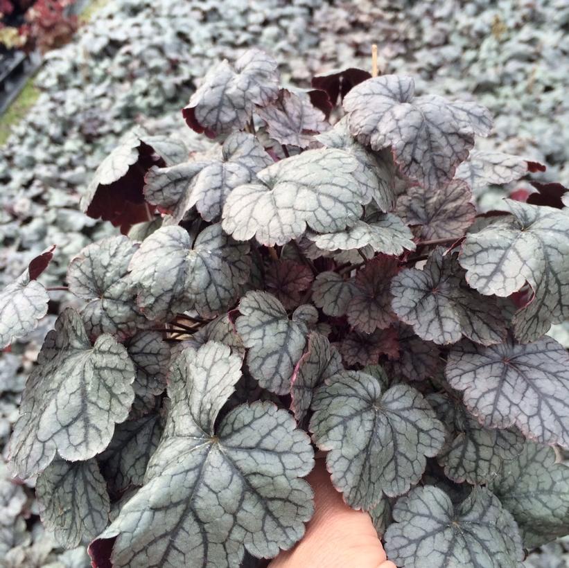 Silver Scrolls: Heuchera - 1GAL Pot