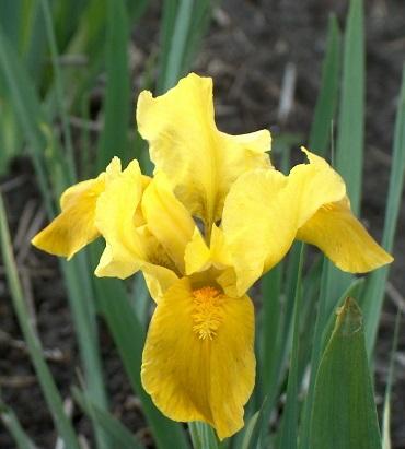 Gleaming Gold Iris: Iris Pumilia 'Gleaming Gold' - 1GAL Pot CM Tall