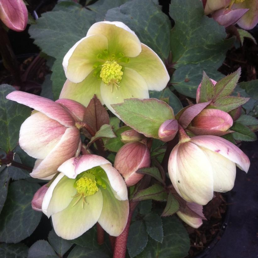 Ivory Prince Lenten Rose: Helleborus x 'Walhelivor' - 1GAL Pot