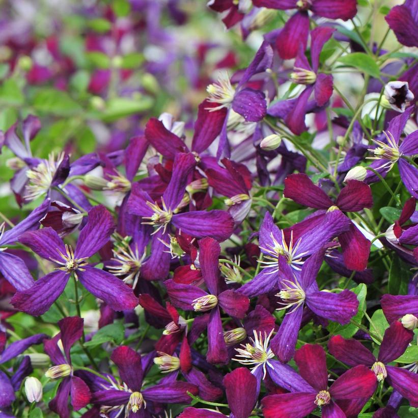 Sweet Summer Love: Clematis - 1GAL Pot