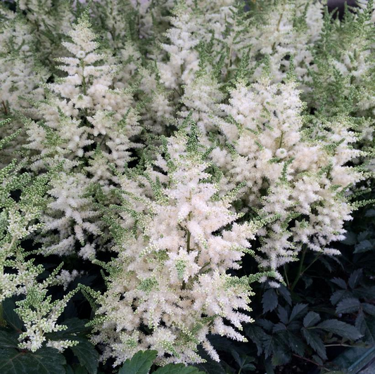 Younique White: Astilbe - 1GAL Pot
