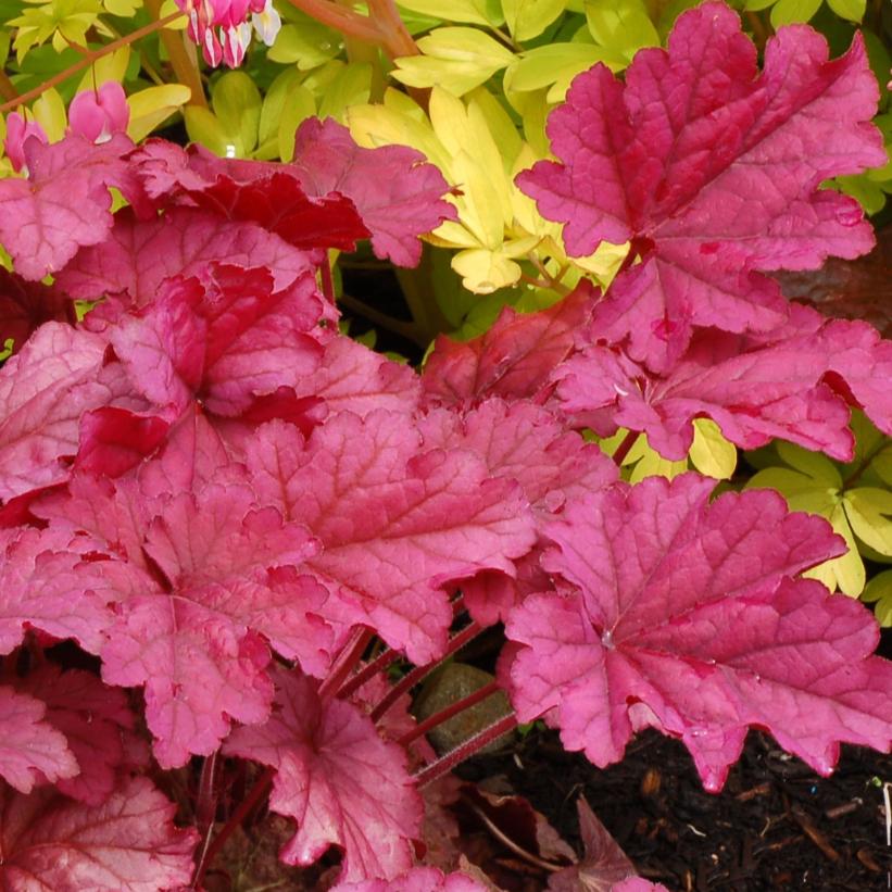 Berry Smoothie: Heuchera - 1GAL Pot