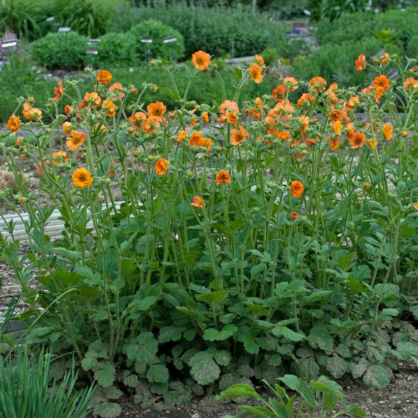 Totally Tangerine Avens: Geum - 1GAL Pot