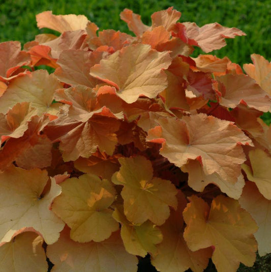 Caramel Coral Bells: Heuchera villosa - 1GAL Pot