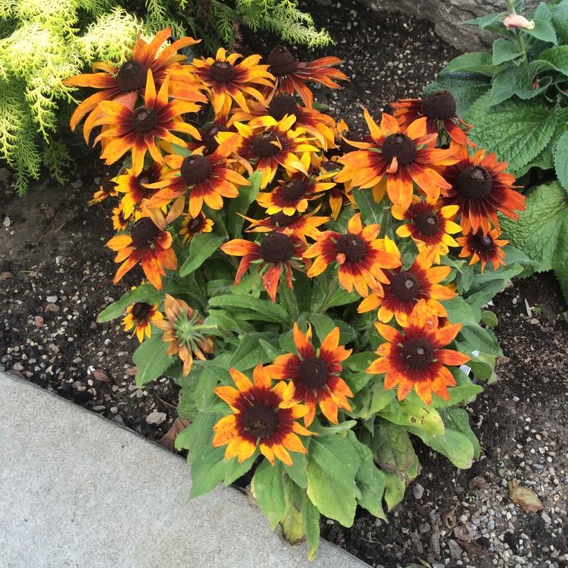 Gloriosa Daisy: Rudbeckia hirta 'Autumn Colours' - 1GAL Pot