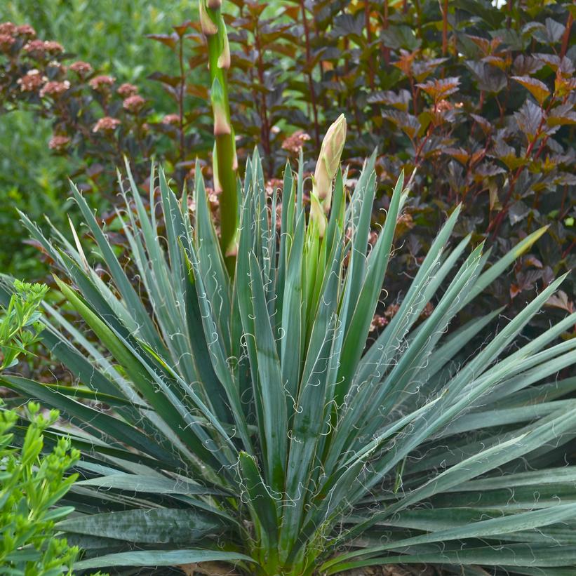 Excalibur Adam's Needle: Yucca filamentosa 'Excalibur' - 3GAL Pot