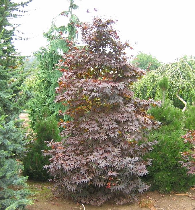 Emperor 1 Japanese Maple: Acer Palmatum - 2GAL Pot