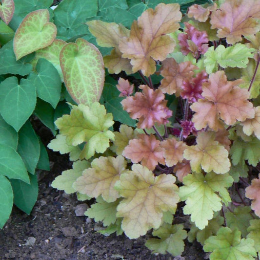 Marmalade Coral Bells: Heuchera - 1GAL Pot