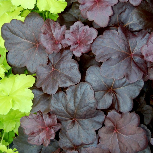 Obsidian: Heuchera - 1GAL Pot