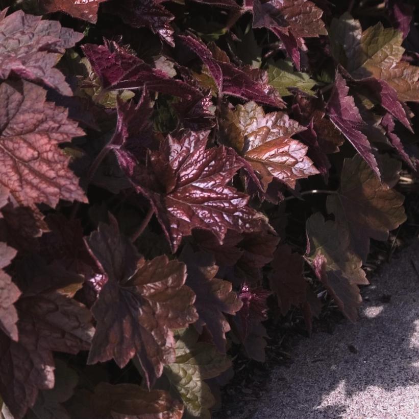 Palace Purple: Heuchera micrantha - 1GAL Pot