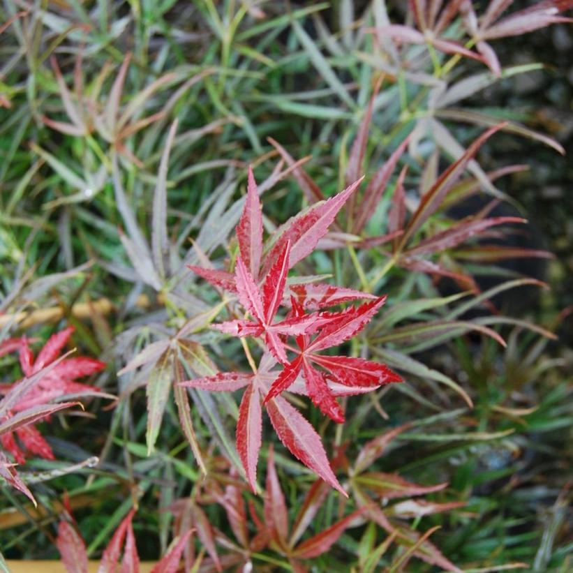 Red Pygmy Japanese Maple: Acer palmatum