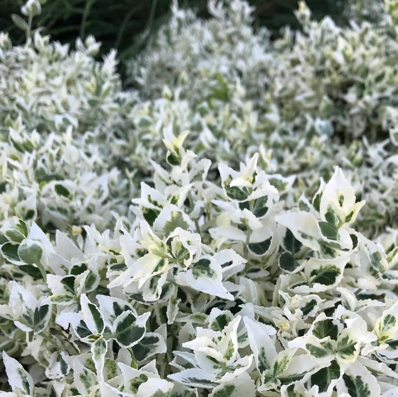 Dan's Delight Wintercreeper: Euonymus fortunei 'Dandel' - 2GAL Pot