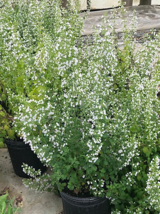 White Cloud Lesser Calamint: Calamintha nepeta ssp. glandulosa - 1GAL Pot
