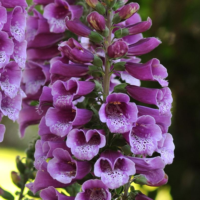 Dalmatian Purple Foxglove: Digitalis purpurea - 1GAL Pot