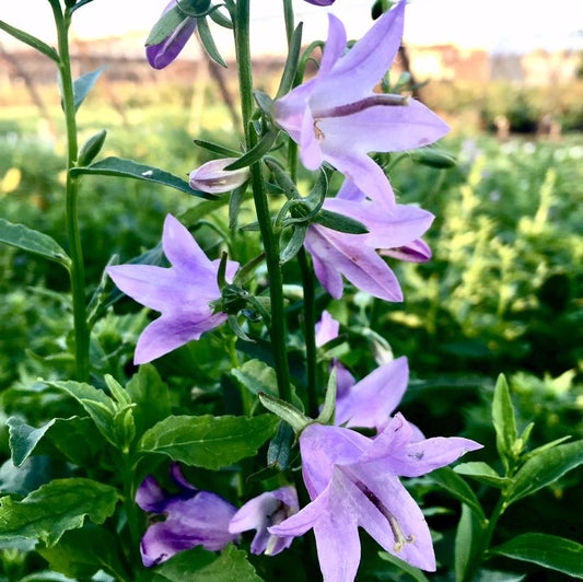 Ladybells: Adenophora x 'Gaudi Violet' - 1GAL Pot