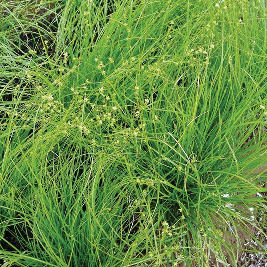 Rosy Sedge Carex rosea - 1L Pot