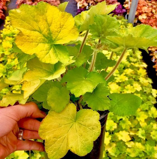 Guacamole Coral Bells: Heuchera - 1GAL Pot