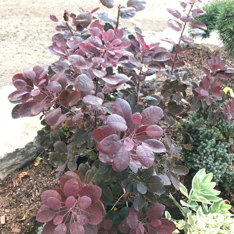 Velveteeny Compact Smokebush: Cotinus coggygria - 2GAL Pot