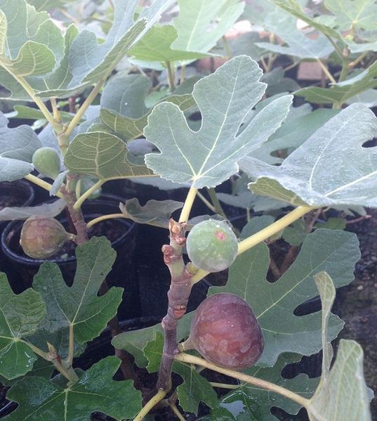 Chicago Hardy Edible Fig: Ficus carica - 2GAL Pot