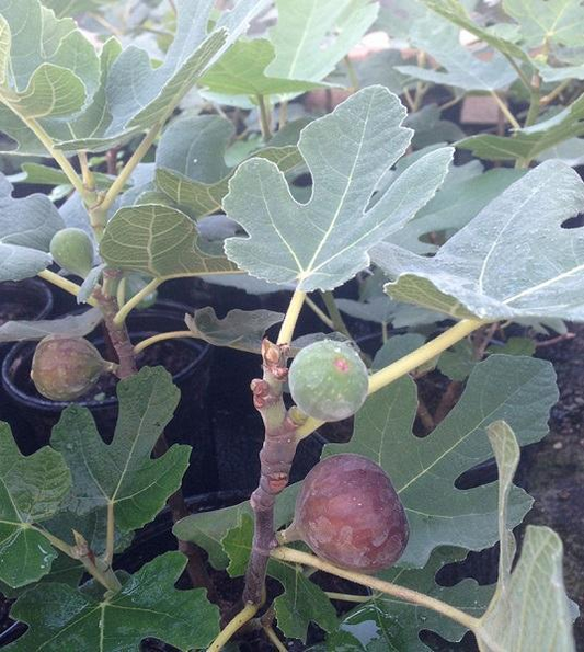 Chicago Hardy Edible Fig: Ficus carica - 2GAL Pot