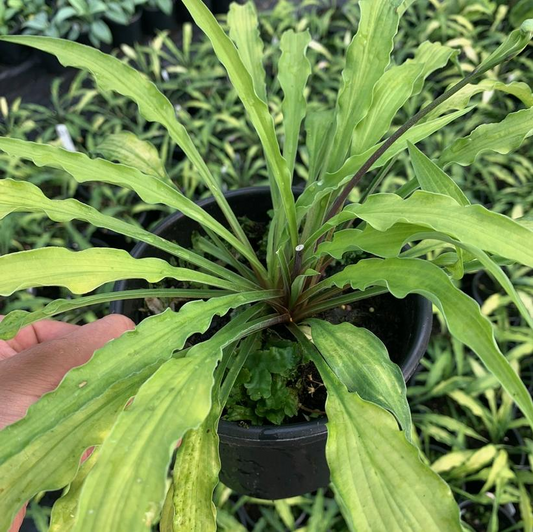 Curly Fries: Hosta - 1GAL Pot