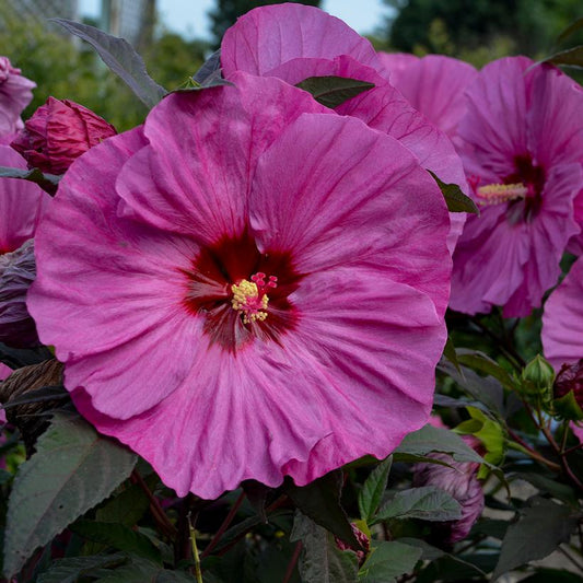 Berry Awesome: Hibiscus - 3GAL Pot