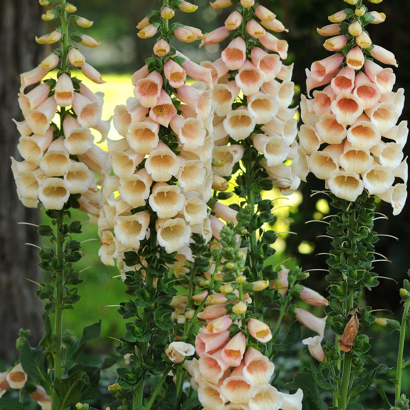 Dalmatian Peach Foxglove: Digitalis purpurea - 1GAL Pot