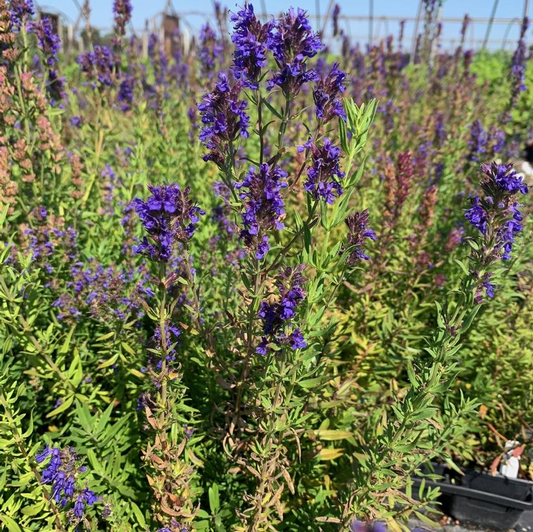 Dwarf Hyssop: Hyssopus officinalis aristatus - 1L Pot