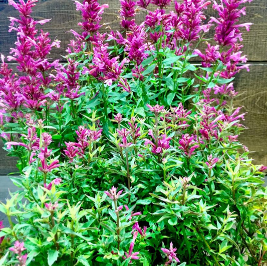 Rosie Posie Hyssop: Agastache - 1GAL