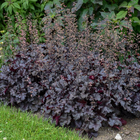 Black Pearl Coral Bells: Heuchera - 1GAL Pot