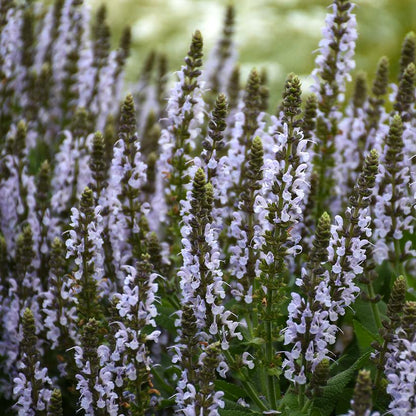 Bumblesky: Salvia nemorosa - 1GAL Pot