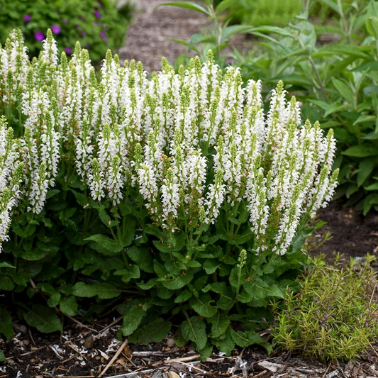 Bumblesnow: Salvia nemorosa - 1GAL Pot