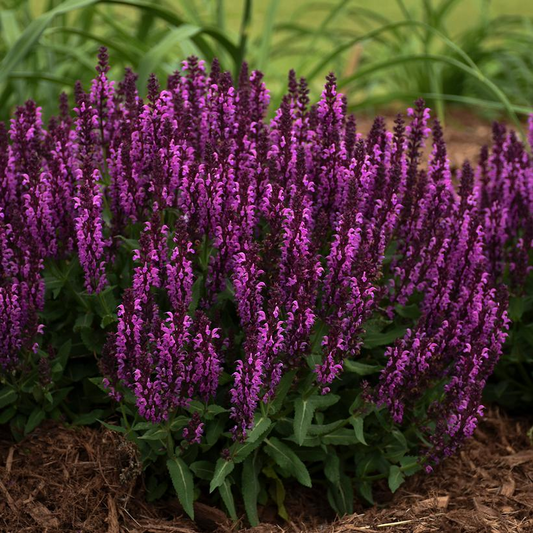 Bumbleberry: Salvia nemorosa - 1GAL Pot