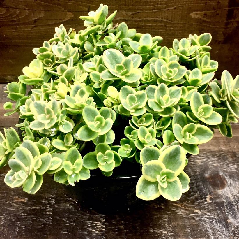 Lime Twister Stonecrop: Sedum - 9CM Pot