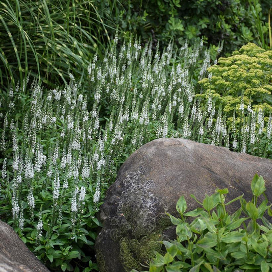 Spike Speedwell: Veronica x 'White Wands' - 1GAL Pot