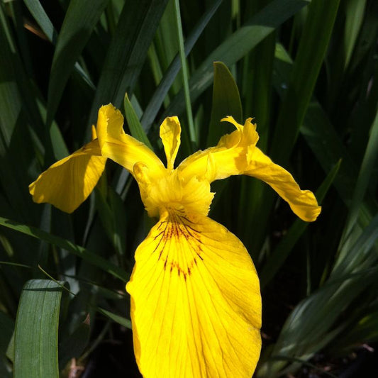 Yellow Flag: Iris pseudacorus - 1GAL Pot