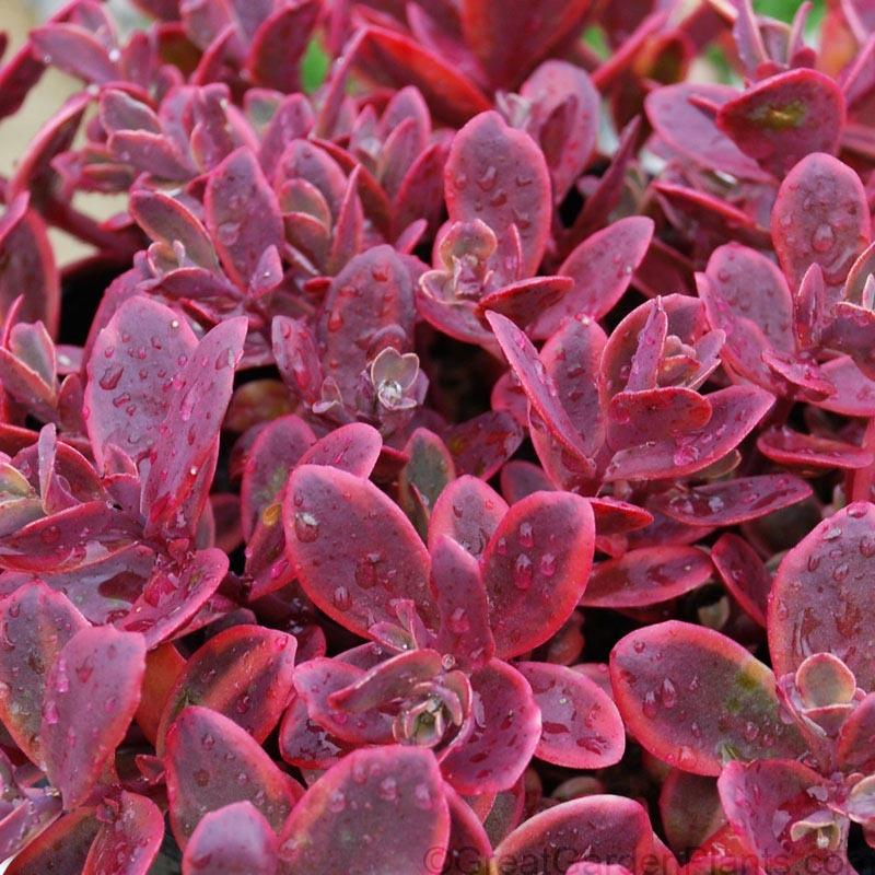 Sunsparkler Wildfire Stonecrop: Sedum - 1GAL Pot