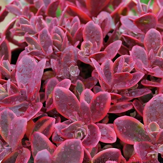 Sunsparkler Wildfire Stonecrop: Sedum - 1GAL Pot