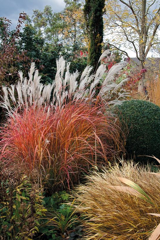 Fire Dragon Maiden Grass: Miscanthus sinensis - 2GAL Pot