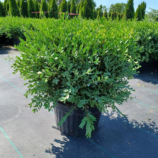 Green Mound Boxwood: Buxus - 5G Pot 50CM Tall