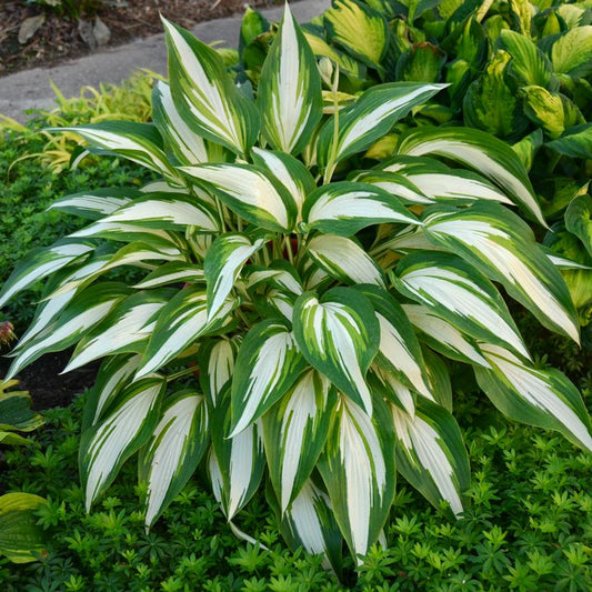 Cool as a Cucumber: Hosta - 1GAL Pot