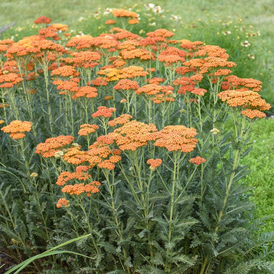 Sassy Summer Sunset Yarrow: Achillea - 1GAL Pot