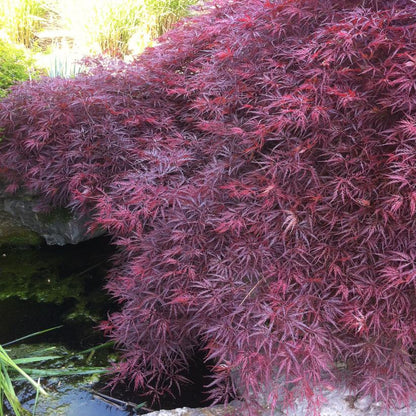 Crimson Queen Japanese Maple: Acer palmatum disectum 'Crimson Queen'