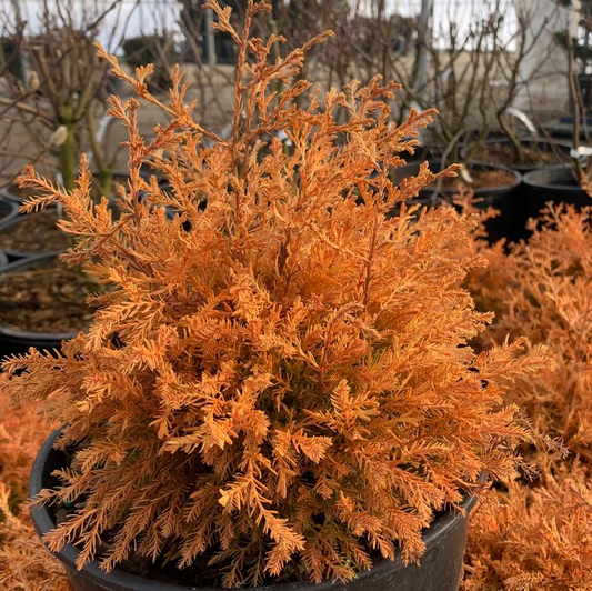 Fire Chief Cedar: Thuja occidentalis 'Congabe' - 2GAL Pot