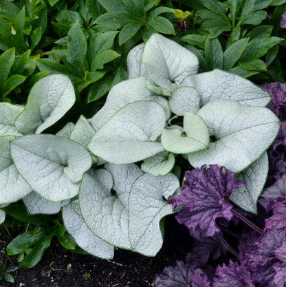 Alexandria Bugloss: Brunnera macrophylla - 1GAL Pot