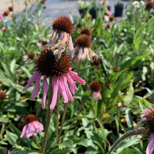 Narrow-Leaved Coneflower: Echinacea angustifolia - 1GAL Pot