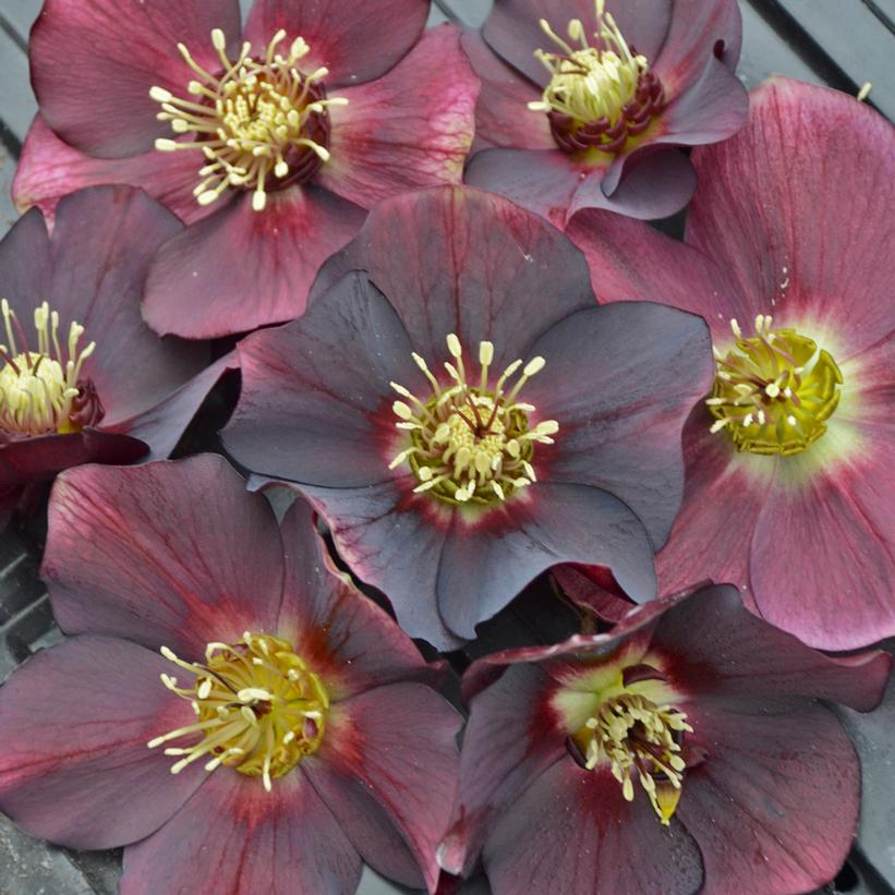 Lenten Rose: Helleborus x 'Rome in Red' - 1GAL Pot